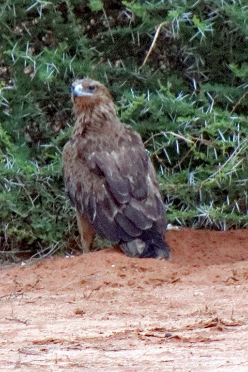 Kenia (415).jpg